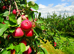 Maine Commercial & Agricultural Photography - Apples on the Tree
