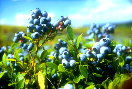 Maine Commercial & Agricultural Photography - Maine Farm Blueberries