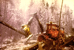 Maine Natural Resource Industries Photography - Logging Feller-Buncher